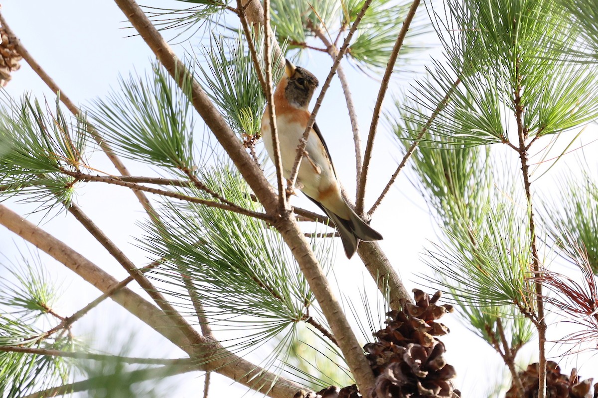 Brambling - ML646282309