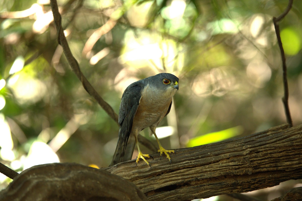 krahujec menší - ML646282310