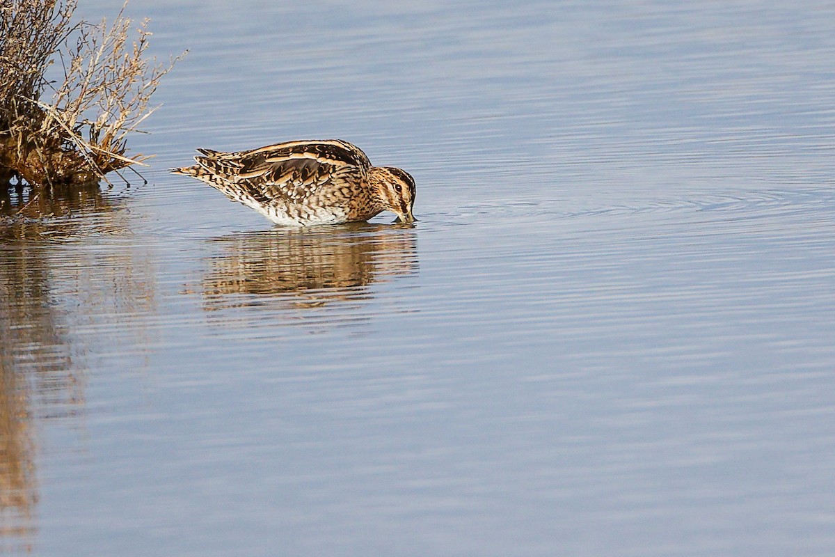 חרטומית ביצות - ML646282311