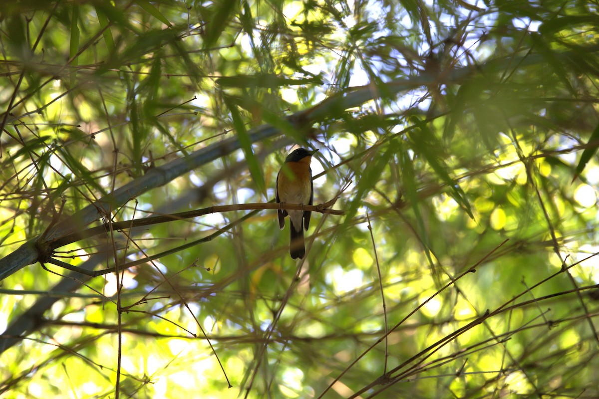 Hill Blue Flycatcher - ML646282315