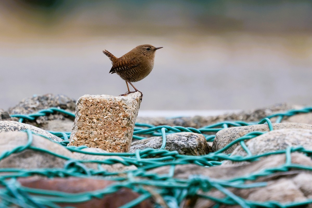 Eurasian Wren (Eurasian) - ML646282323