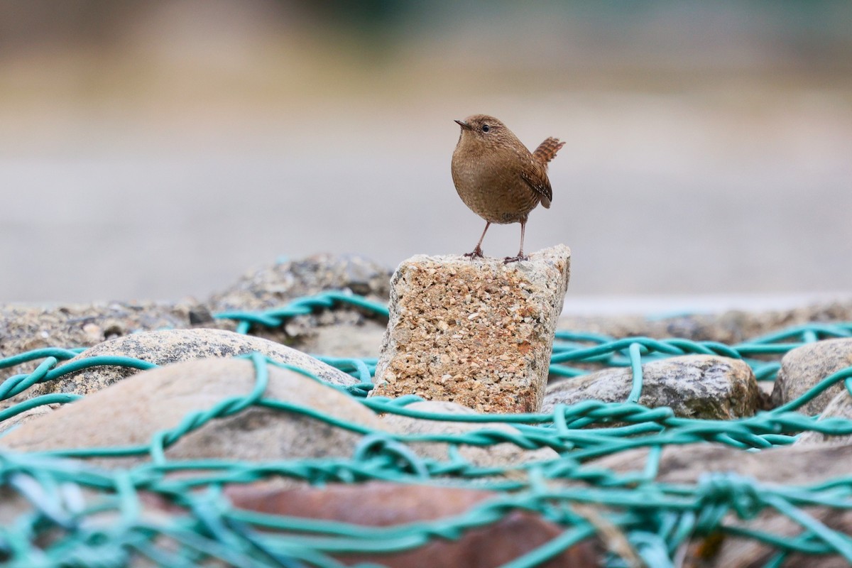 Eurasian Wren (Eurasian) - ML646282324