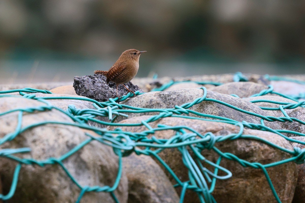 Eurasian Wren (Eurasian) - ML646282325