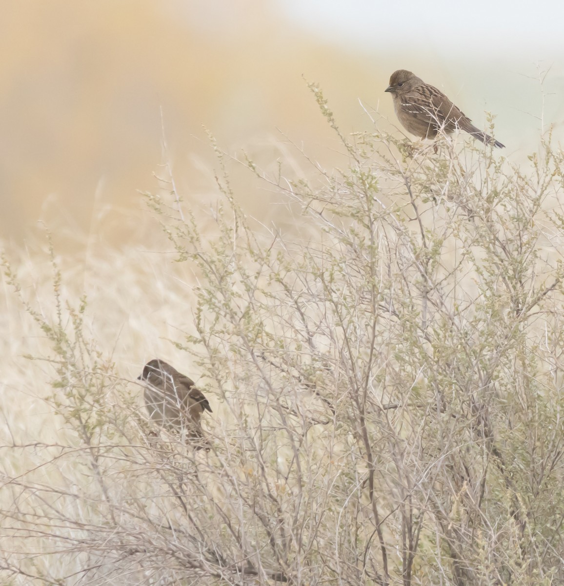 Golden-crowned Sparrow - ML646282326