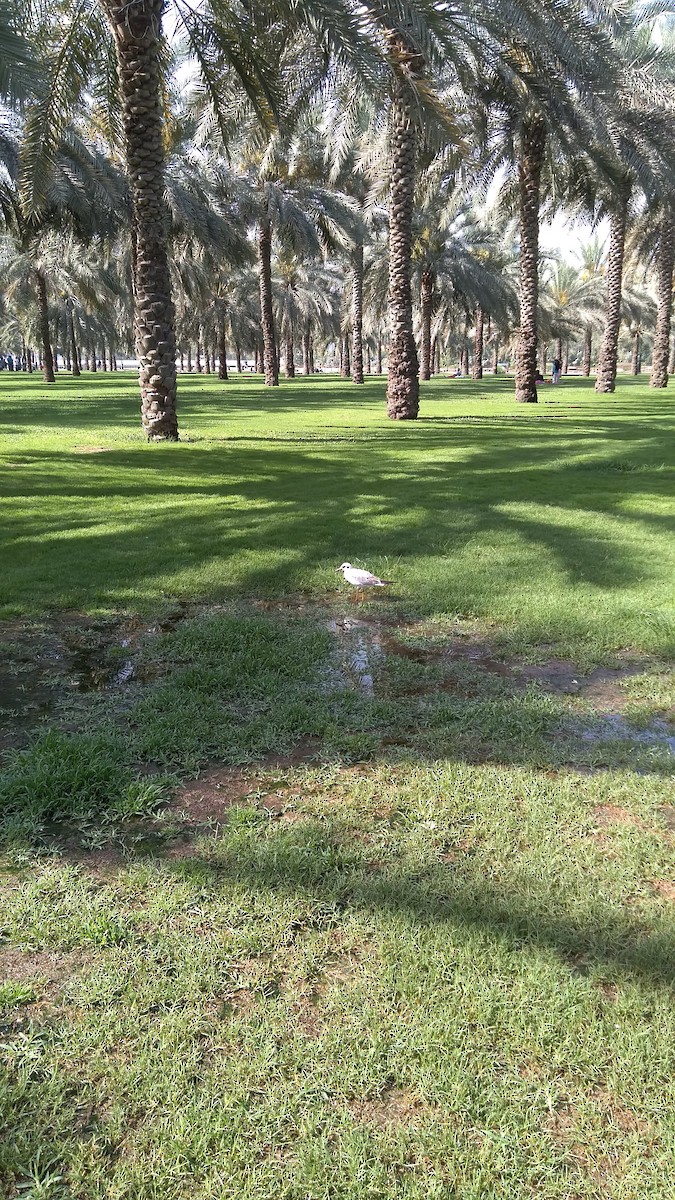 racek chechtavý - ML646282333