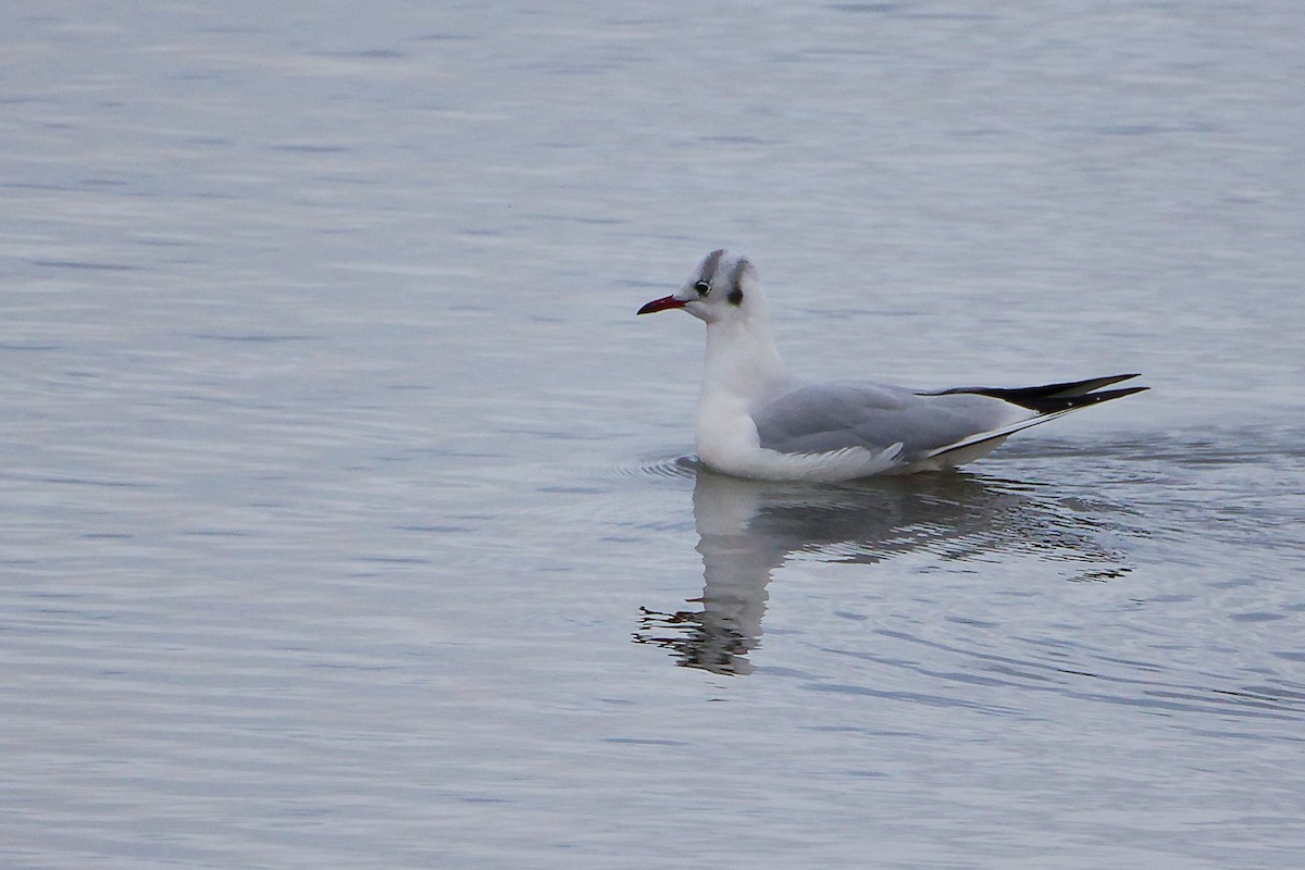 racek chechtavý - ML646282336