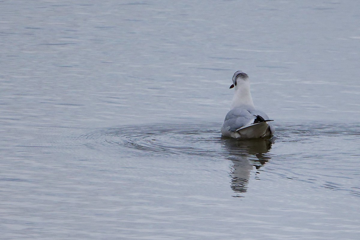 racek chechtavý - ML646282337