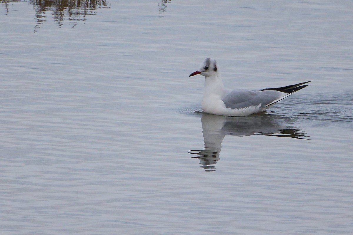 racek chechtavý - ML646282341