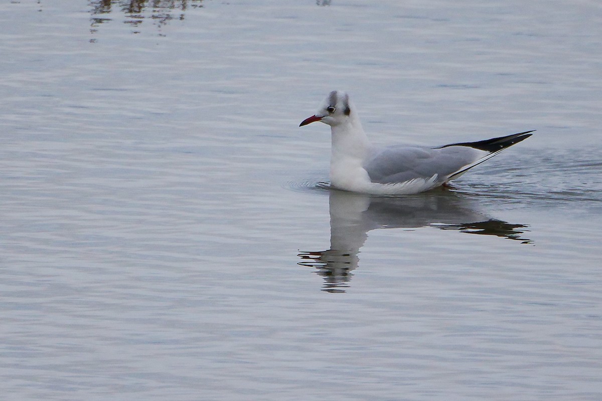 racek chechtavý - ML646282342