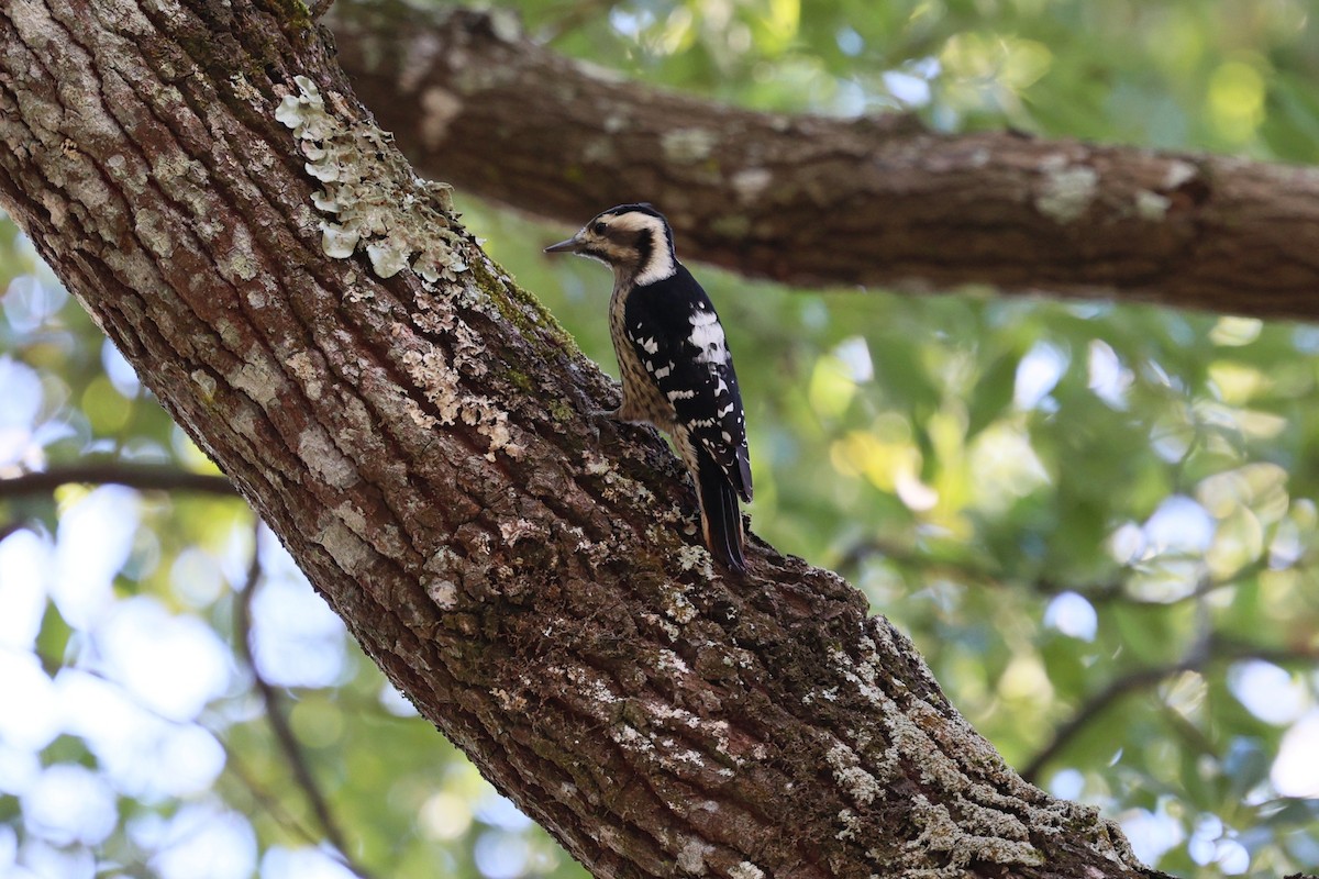 strakapoud šedočelý - ML646282343