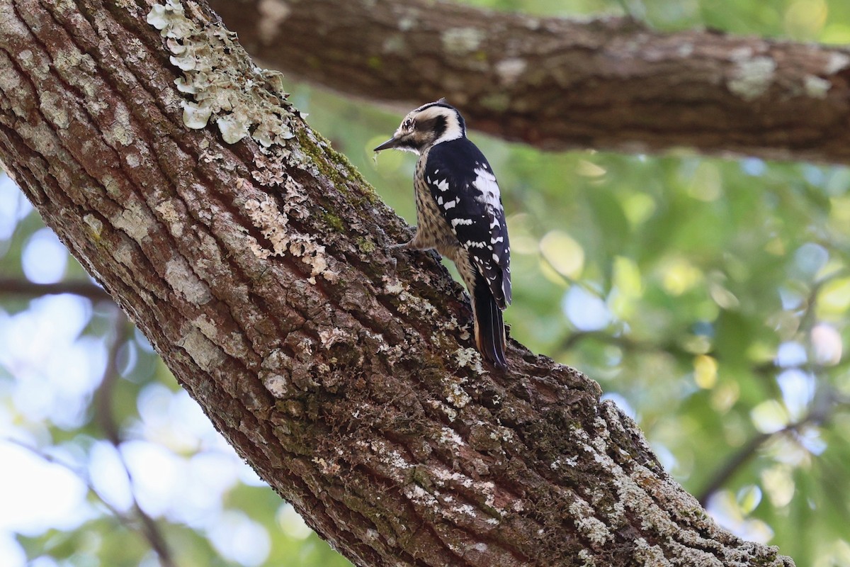 strakapoud šedočelý - ML646282344