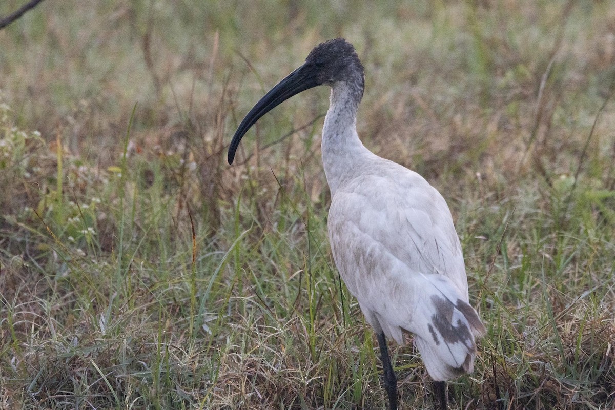 ibis černohlavý - ML646282347