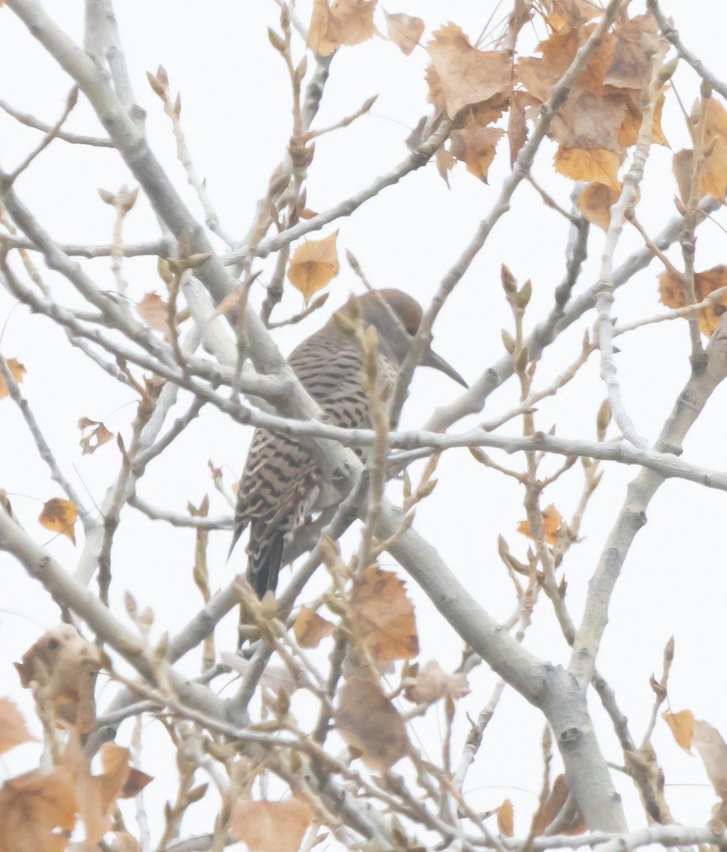 datel zlatý - ML646282348