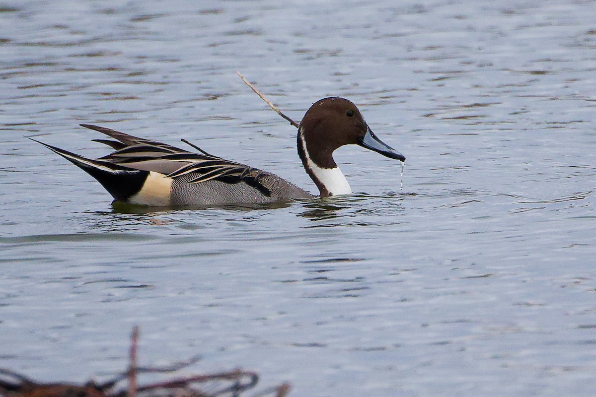 ostralka štíhlá - ML646282349