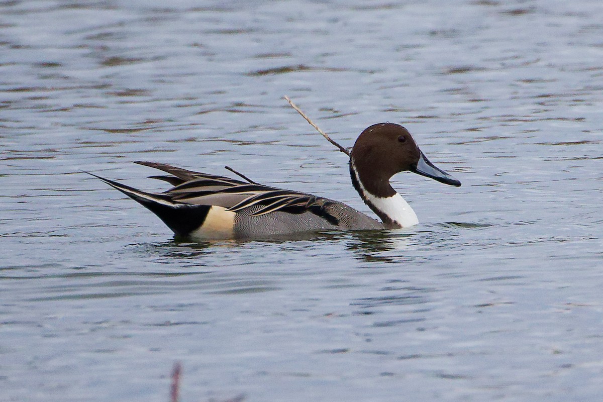 ostralka štíhlá - ML646282350