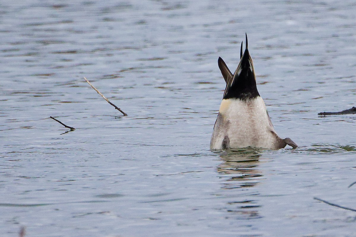 ostralka štíhlá - ML646282351