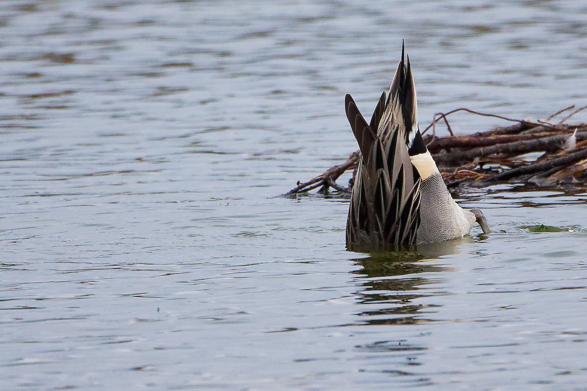 ostralka štíhlá - ML646282352