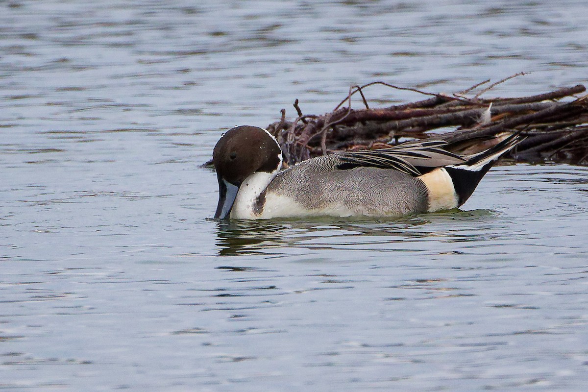 ostralka štíhlá - ML646282353