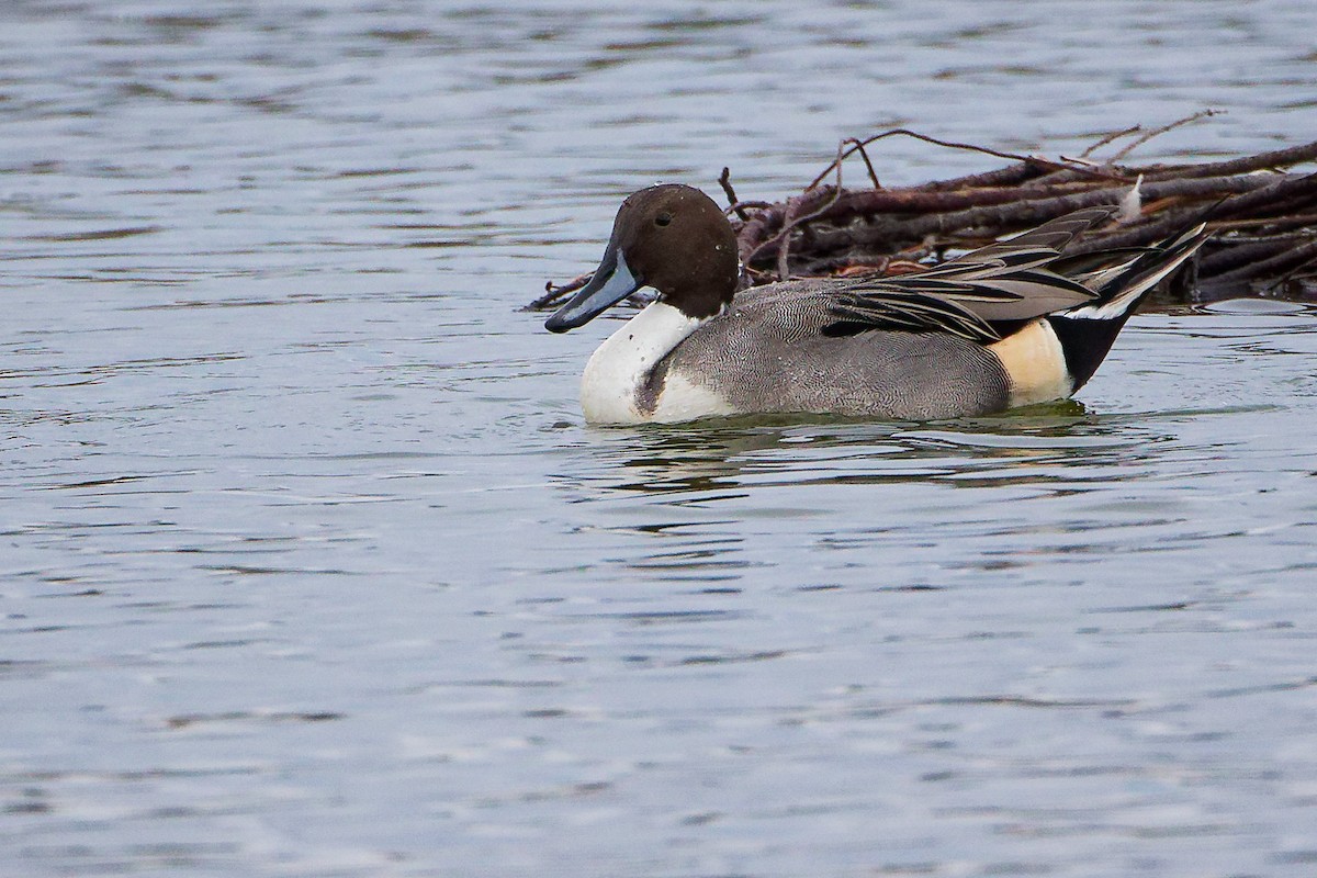 ostralka štíhlá - ML646282354