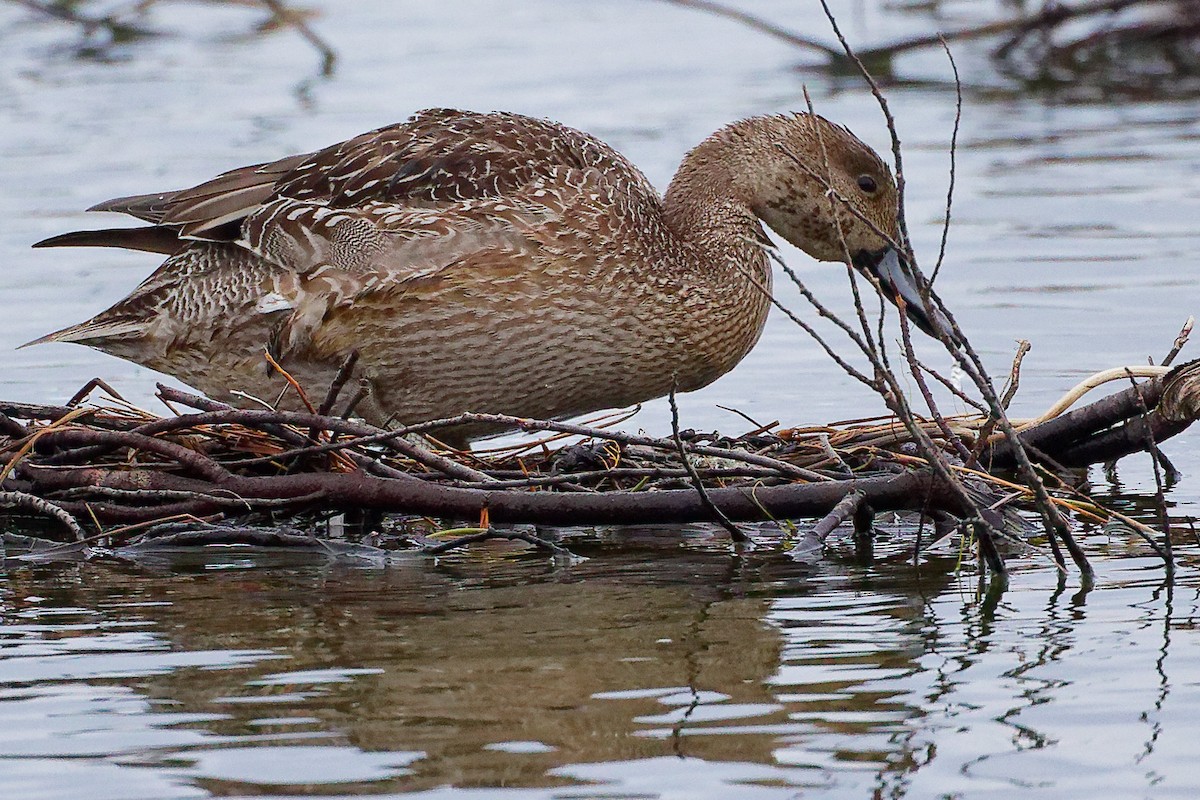 ostralka štíhlá - ML646282355