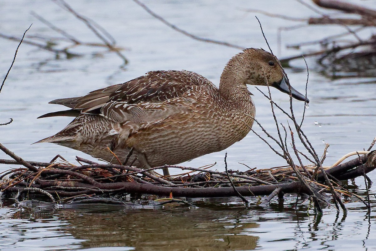 ostralka štíhlá - ML646282356