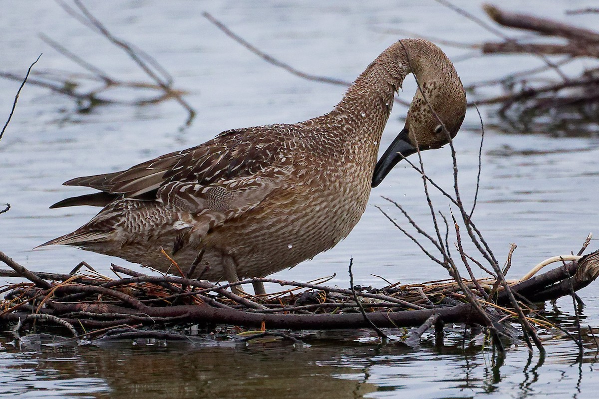 ostralka štíhlá - ML646282357