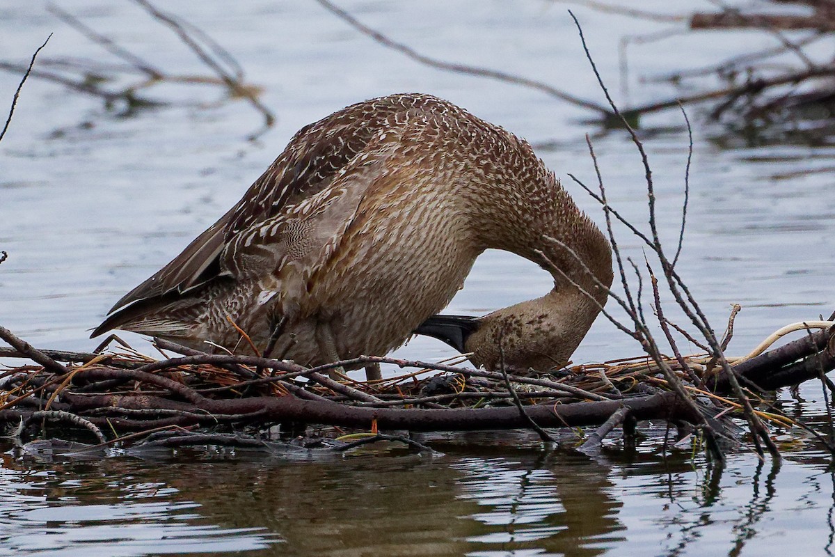 ostralka štíhlá - ML646282367