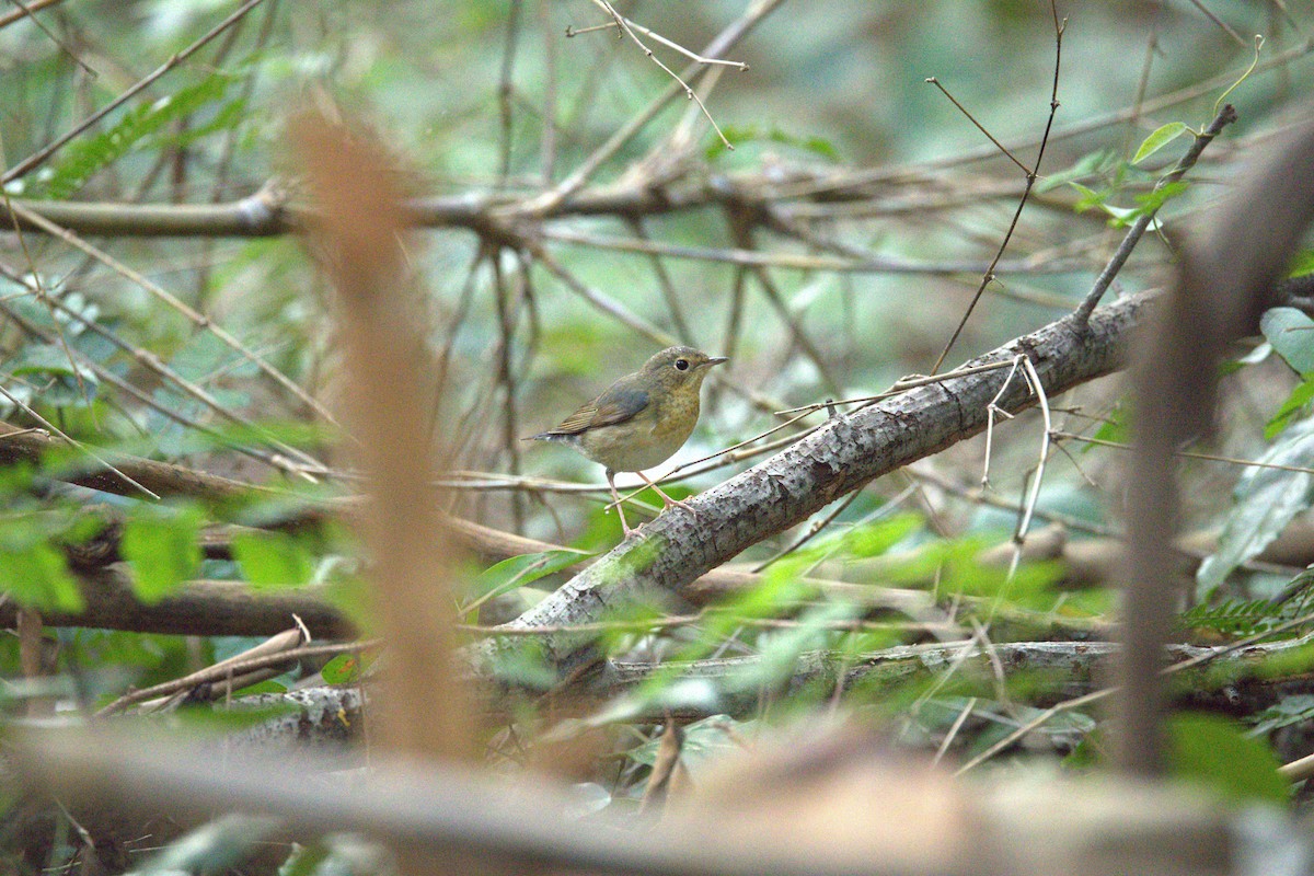 slavík modrohřbetý - ML646282368