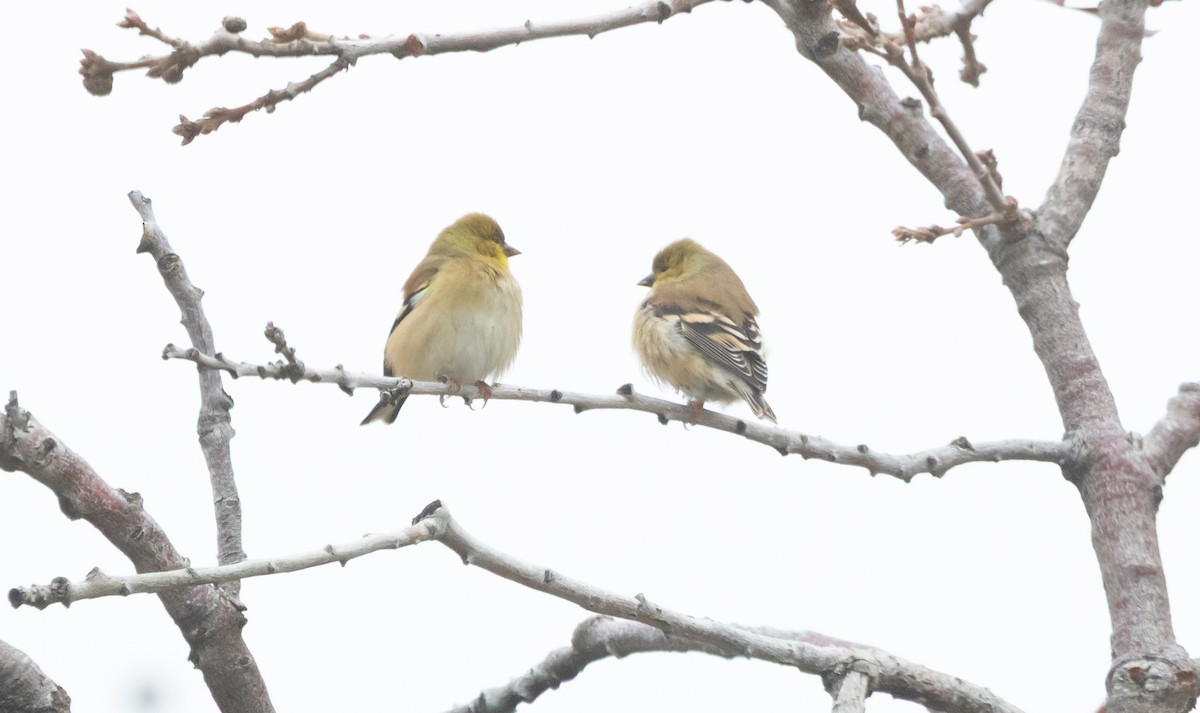 čížek žlutý - ML646282371