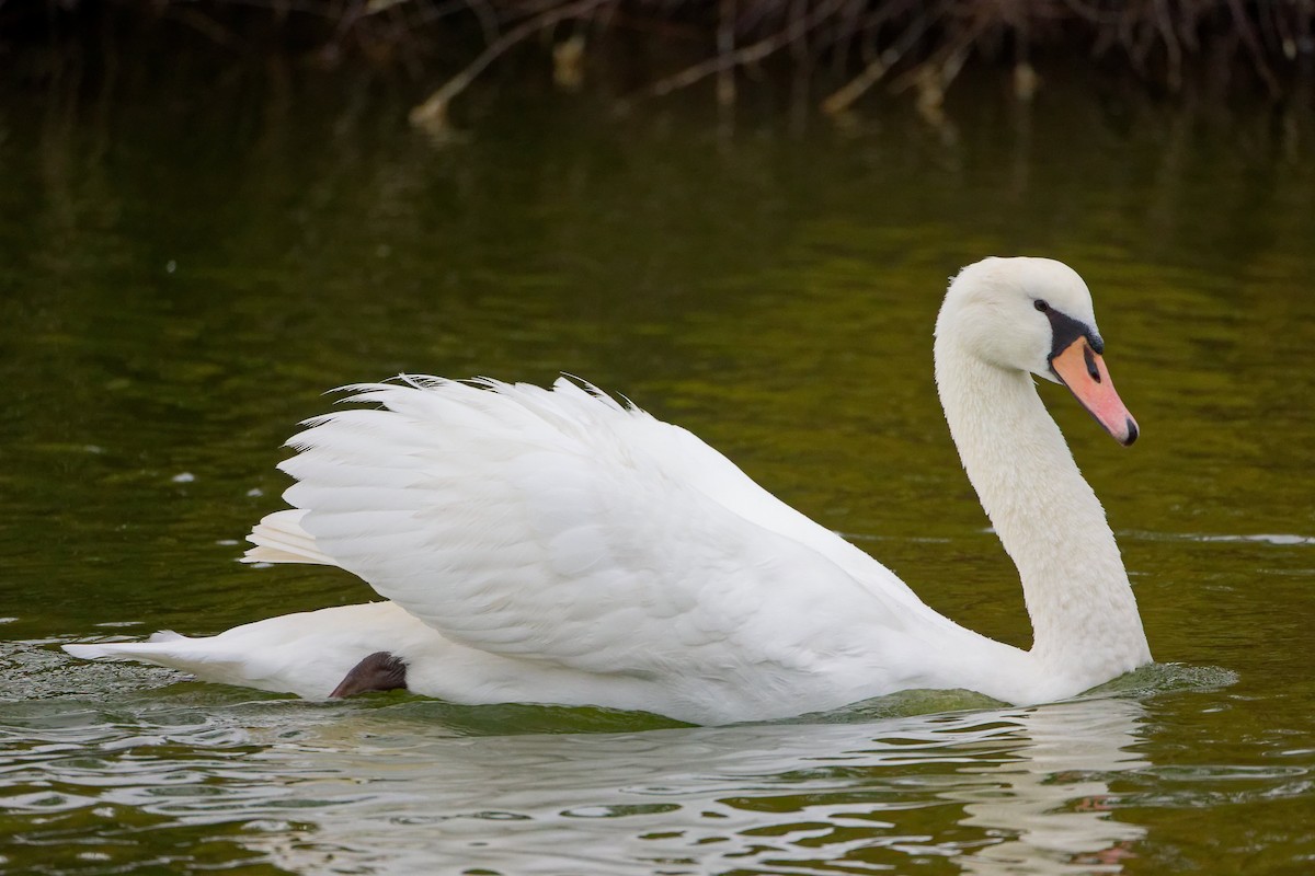 labuť velká - ML646282374