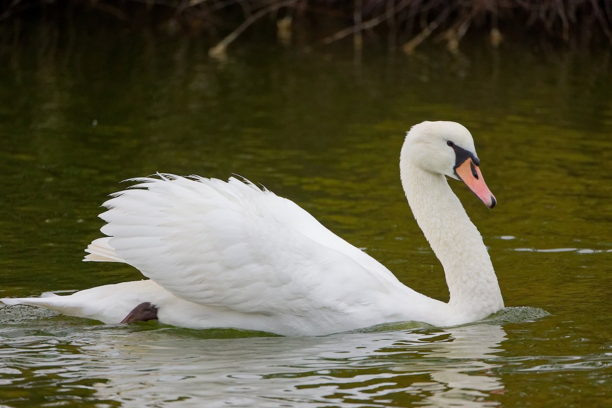 labuť velká - ML646282375