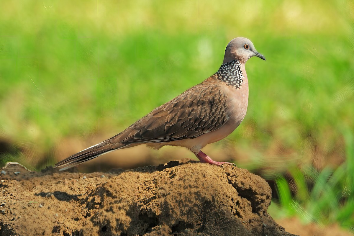 hrdlička kropenatá - ML646282376