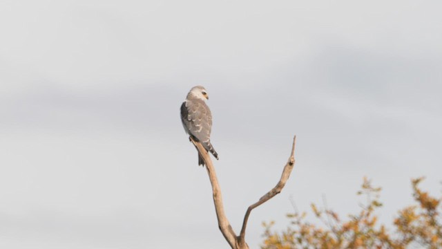 Дымчатый коршун - ML646282378