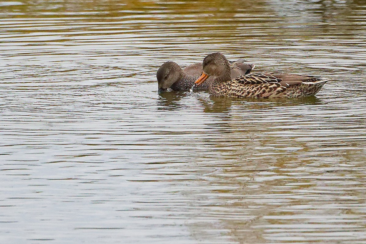 Boz Ördek - ML646282379