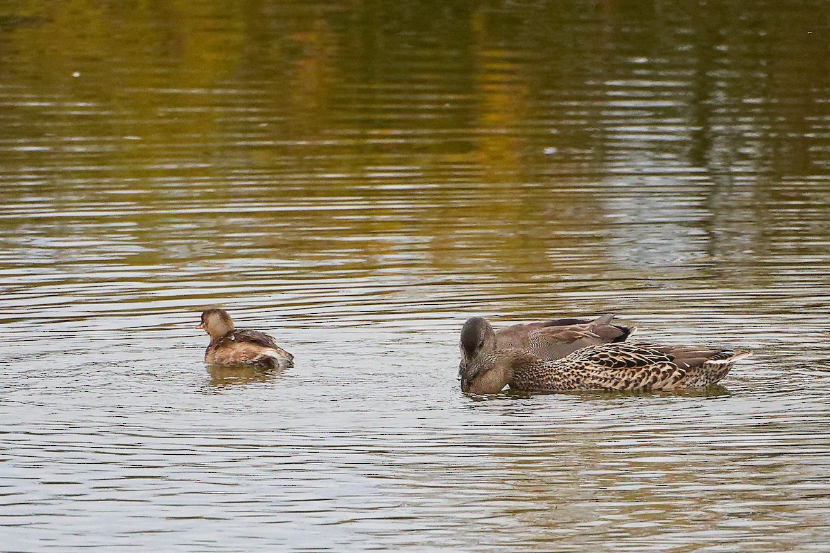 Boz Ördek - ML646282381