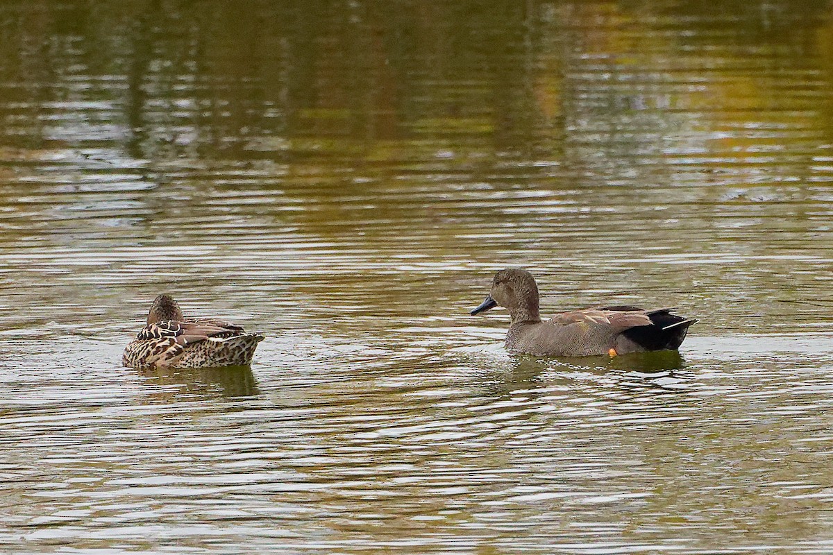 Boz Ördek - ML646282382