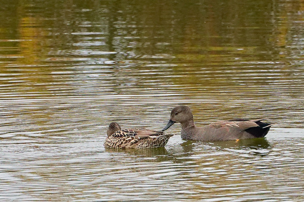 Boz Ördek - ML646282383