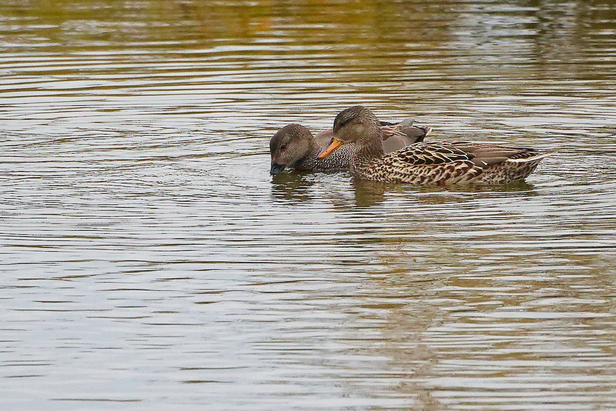 Boz Ördek - ML646282398