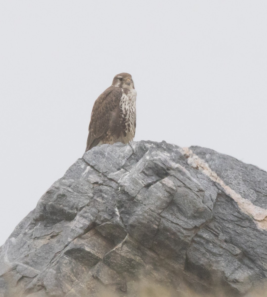 Prairie Falcon - ML646282400