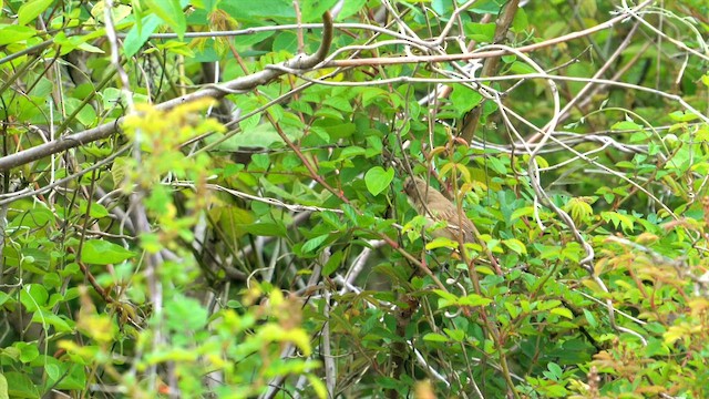 Толстоклювая камышевка - ML646282401