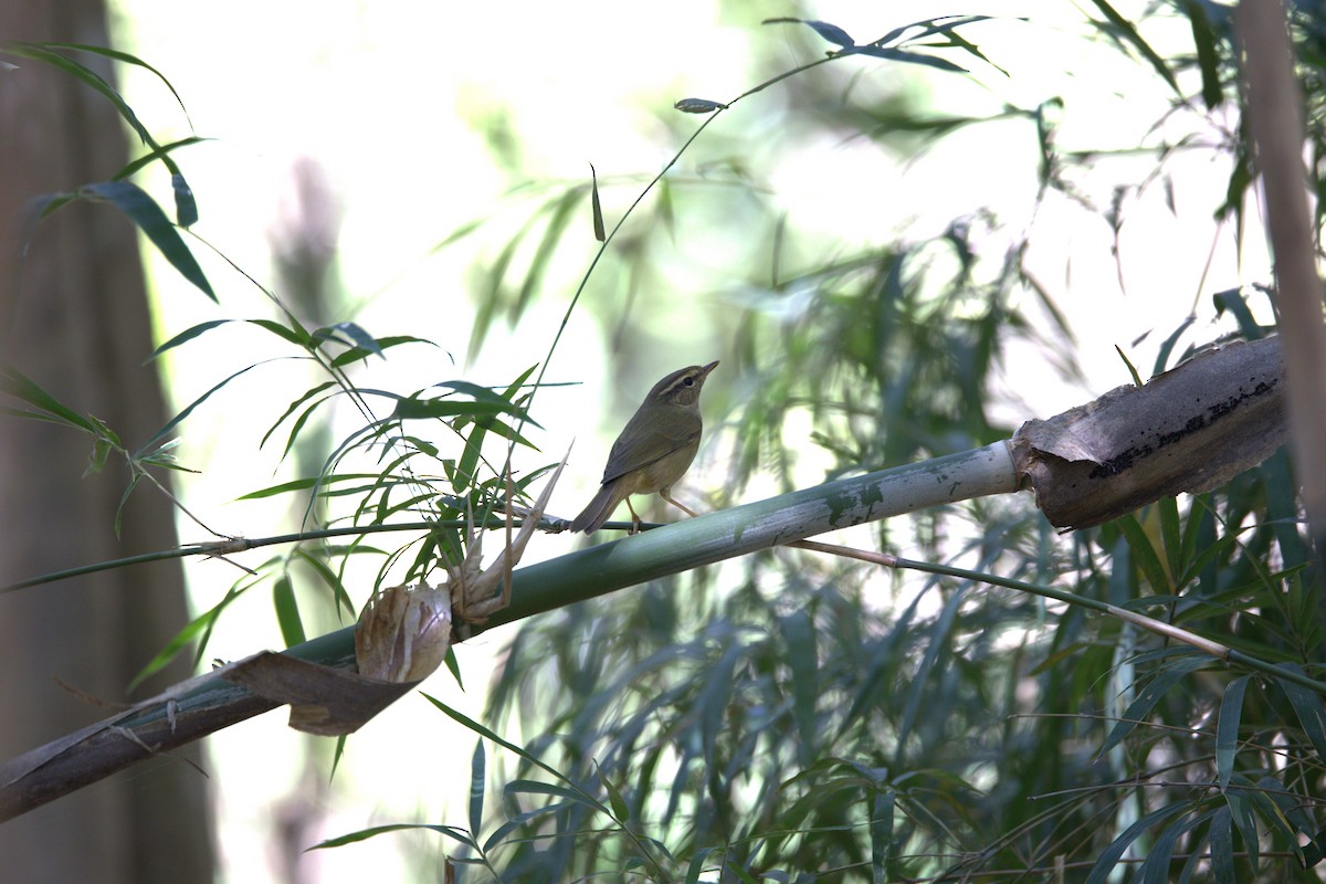budníček tlustozobý - ML646282402