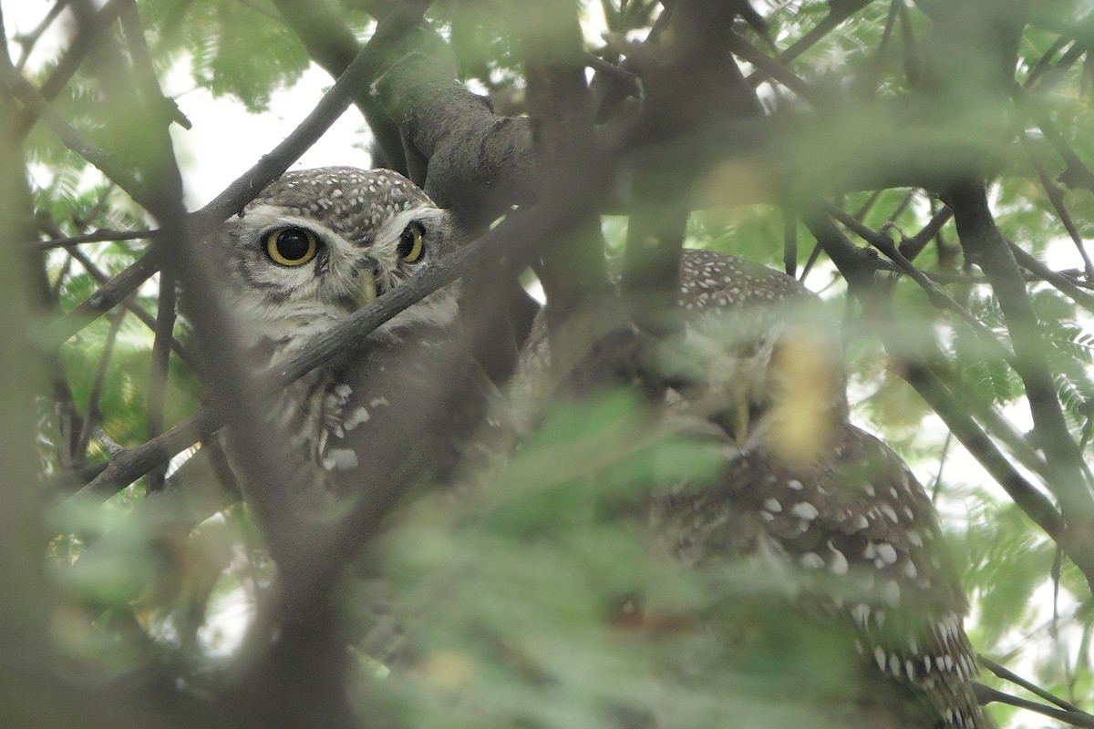 Spotted Owlet - ML646282407