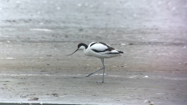 Шилоклювка - ML646282409