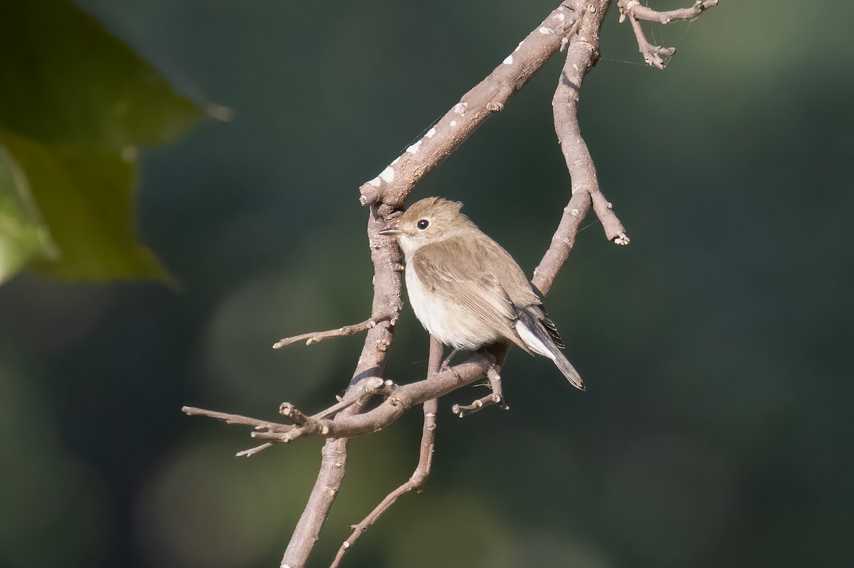 Taiga Flycatcher - ML646282413