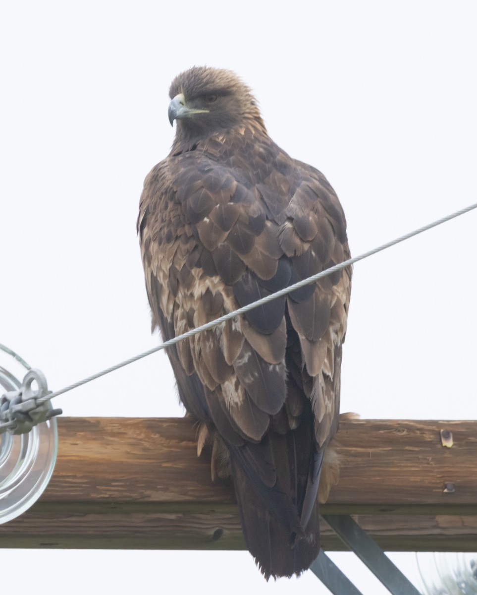 Aquila reale - ML646282415