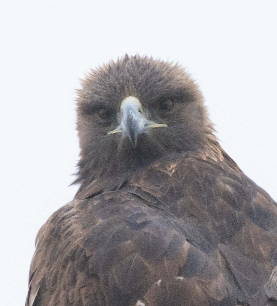 Aquila reale - ML646282423