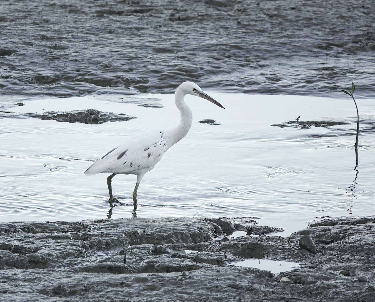 Pacific Reef-Heron - ML646282427