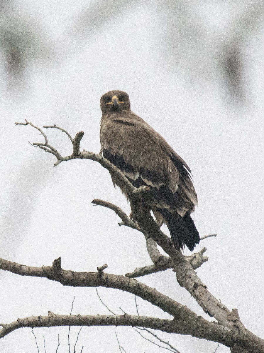 Aigle des steppes - ML646282428