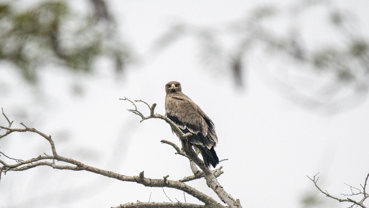 Aigle des steppes - ML646282429