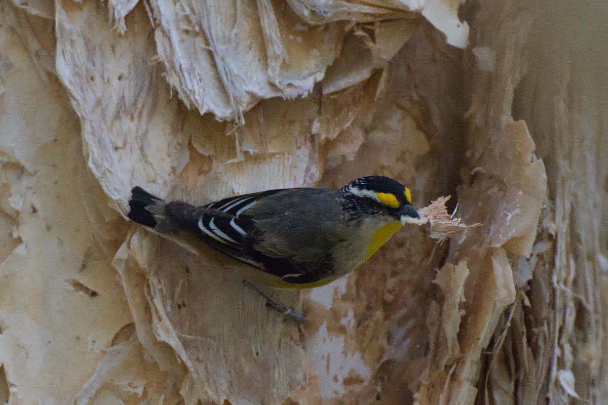 Striated Pardalote - ML646282436